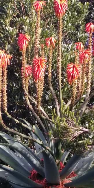Funchal: Nuns Valley Easy Walk with Mountain Surroundings - Why Nuns Valley is worth your half-day