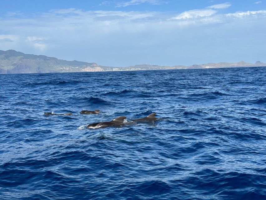 Funchal: RIB Whale Watching Cruise and Optional Dolphin Swim - A close-up wildlife trip from Funchal