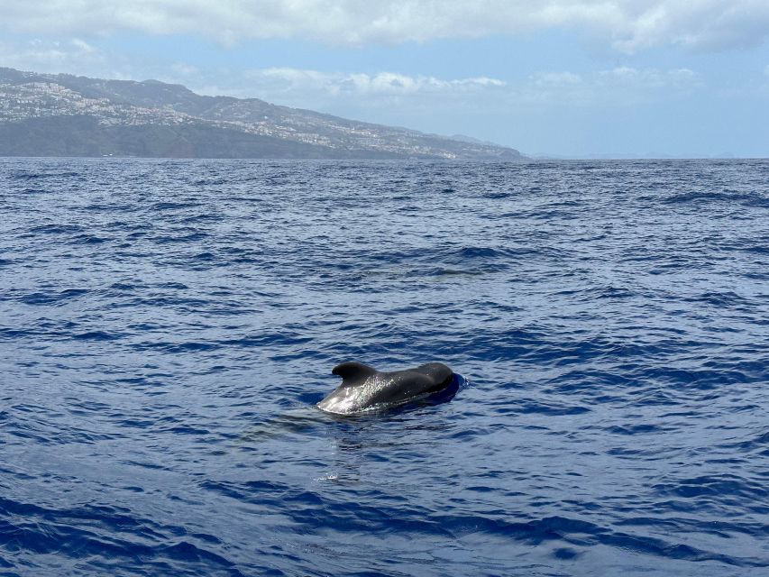 Funchal: RIB Whale Watching Cruise and Optional Dolphin Swim - The optional dolphin swim, with strict limits