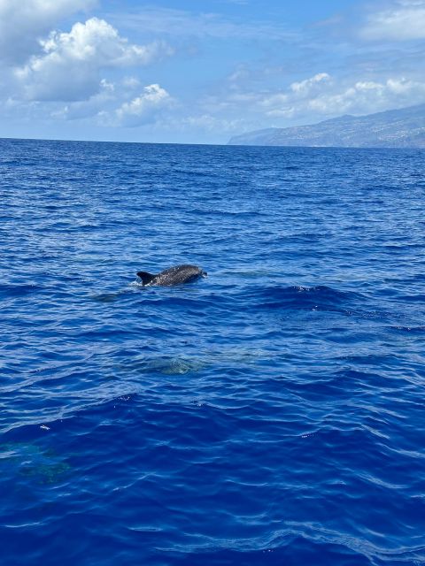 Funchal: RIB Whale Watching Cruise and Optional Dolphin Swim - What the $61 price includes