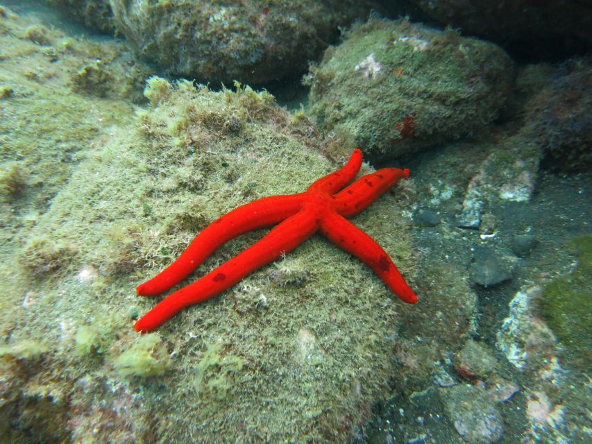 Funchal: Snorkeling Adventure in Eco-Park / Shore or by Boat - The wetsuit question