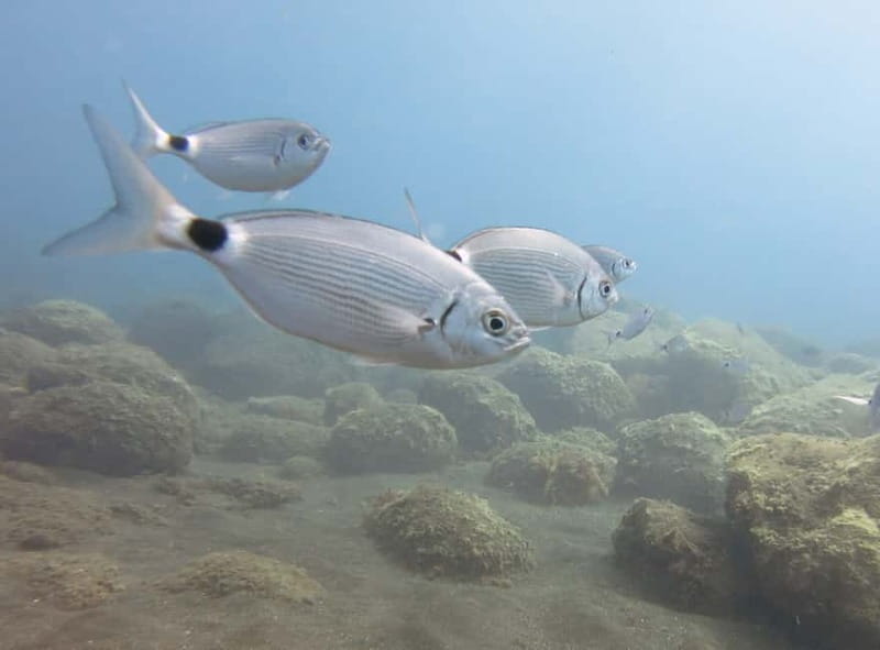 Funchal: Snorkeling Adventure in Eco-Park / Shore or by Boat - A practical plan for your two hours