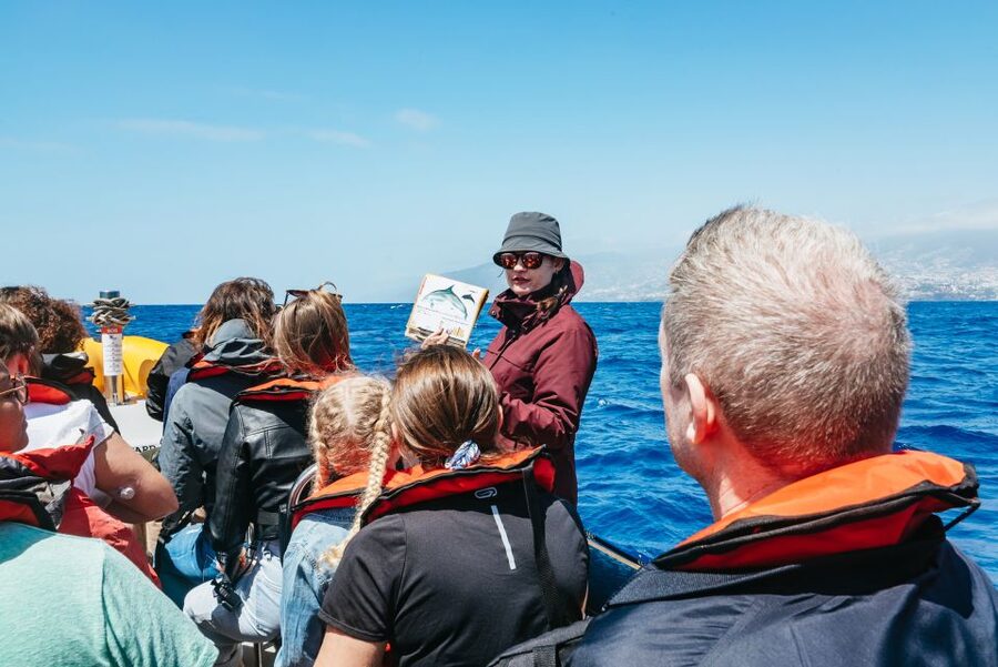 Funchal: Whale and Dolphin Watching Speed Boat Tour - Key points at a glance