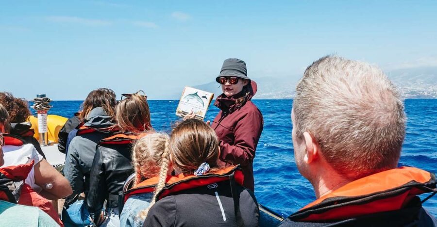 Funchal: Whale and Dolphin Watching Speed Boat Tour - Searching Madeira’s waters with help from shore