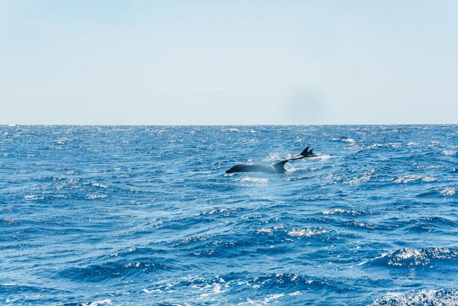 Funchal: Whale and Dolphin Watching Speed Boat Tour - The wildlife encounter itself
