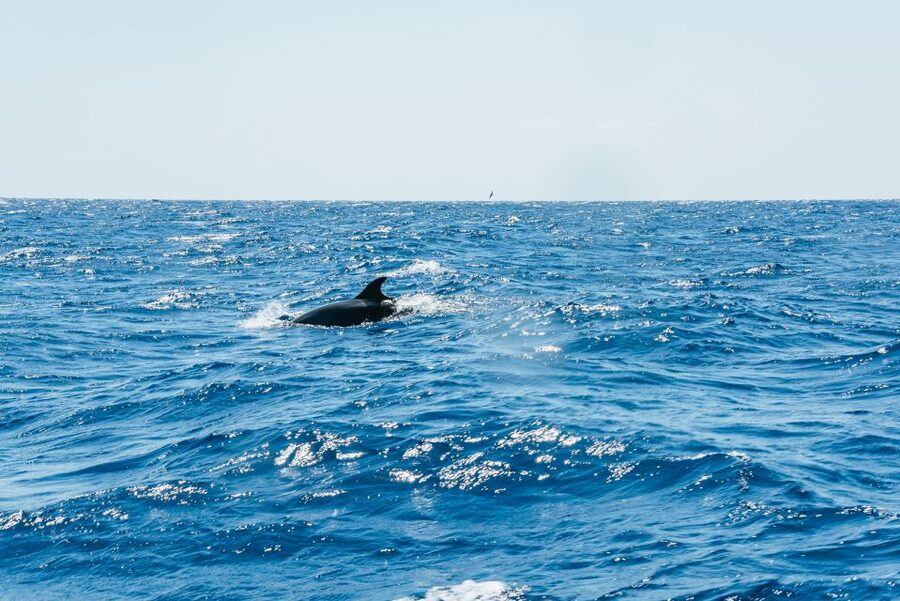 Funchal: Whale and Dolphin Watching Speed Boat Tour - Madeira’s coast is part of the reward