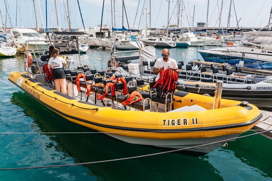 Funchal: Whale and Dolphin Watching Speed Boat Tour - Why the speed boat changes the experience