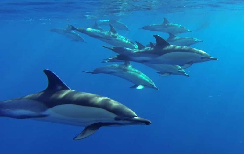 Funchal: Whale Watching and Swimming with Dolphins Cruise - My Call: Book It for Wildlife, Not Certainty