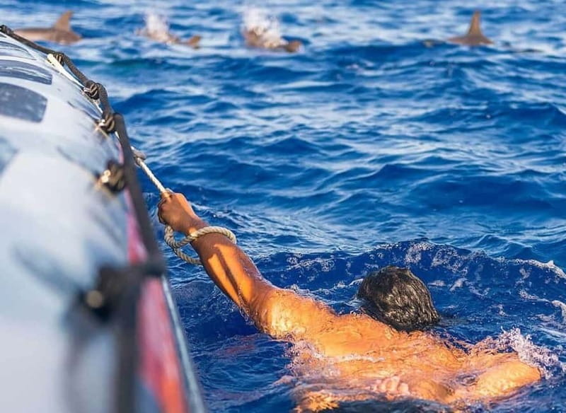 Funchal: Whale Watching and Swimming with Dolphins Cruise - Searching the Water for Whales and Dolphins