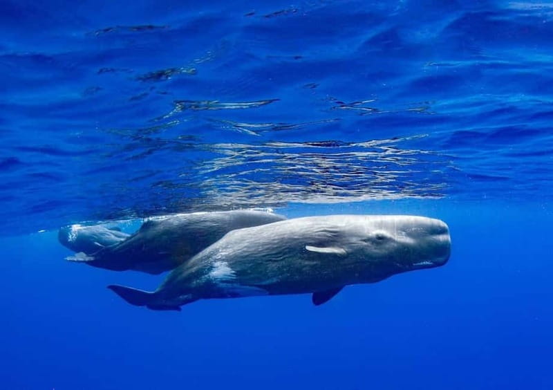 Funchal: Whale Watching and Swimming with Dolphins Cruise - Swimming With Dolphins Is a Bonus, Not a Promise