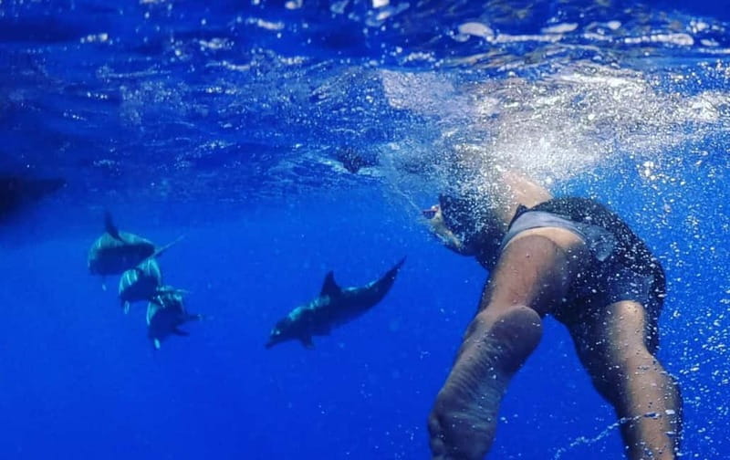 Funchal: Whale Watching and Swimming with Dolphins Cruise - What the 2.5 Hours Feel Like