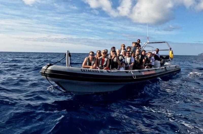 Funchal: Whale Watching and Swimming with Dolphins Cruise - The Good and the Less Good