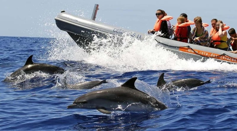 Funchal: Whale Watching and Swimming with Dolphins Cruise - Who Will Enjoy This Cruise Most?