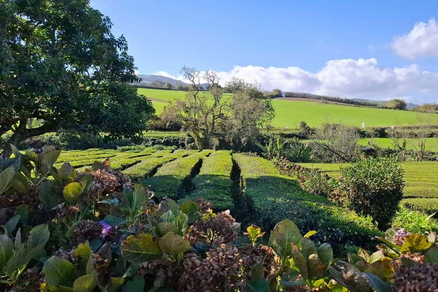 Furnas: Volcano Crater, Lake, Tea Plantation, and Waterfall - Key points to know before booking