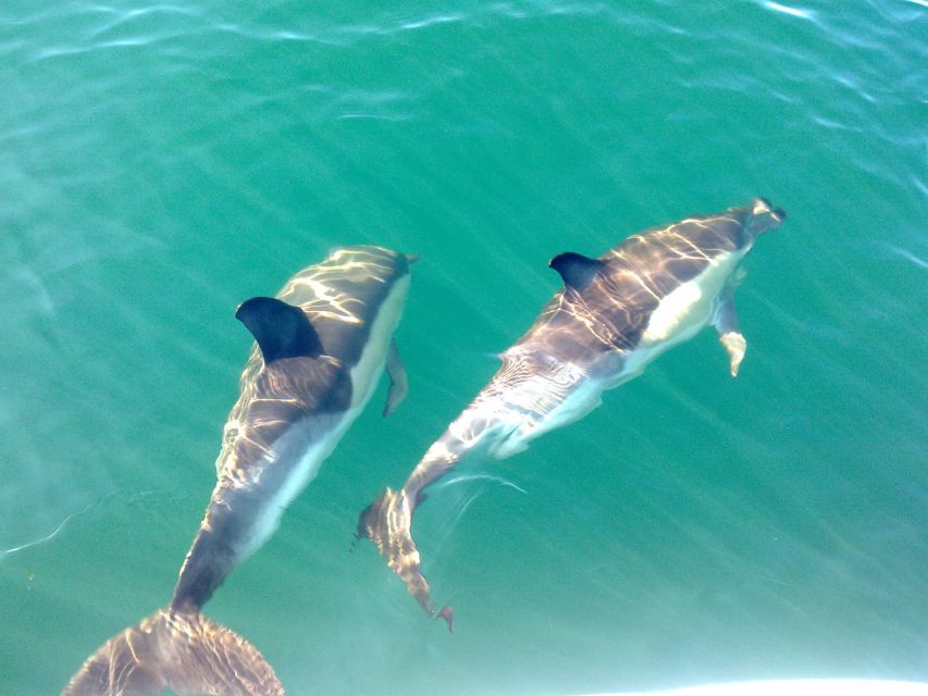 Fuzeta: Dolphin Observation Tour - Leaving Fuzeta Island through the Ria Formosa