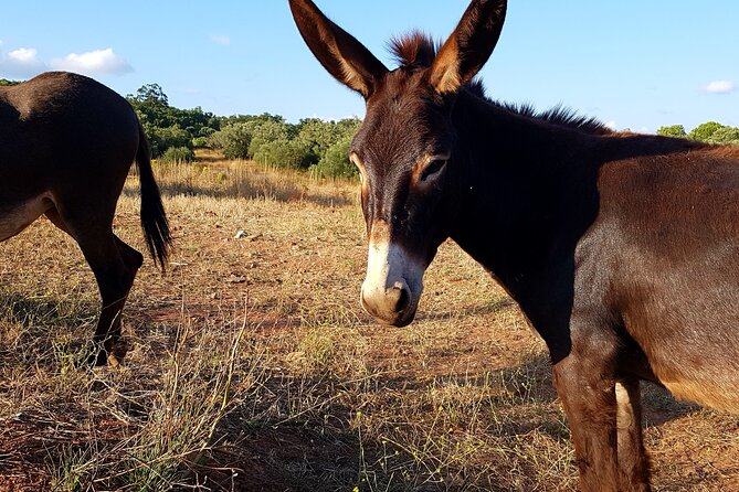 Half-Day Small-Group E-Bike Tour of Rural Algarve with Lunch - What the $571 price really means
