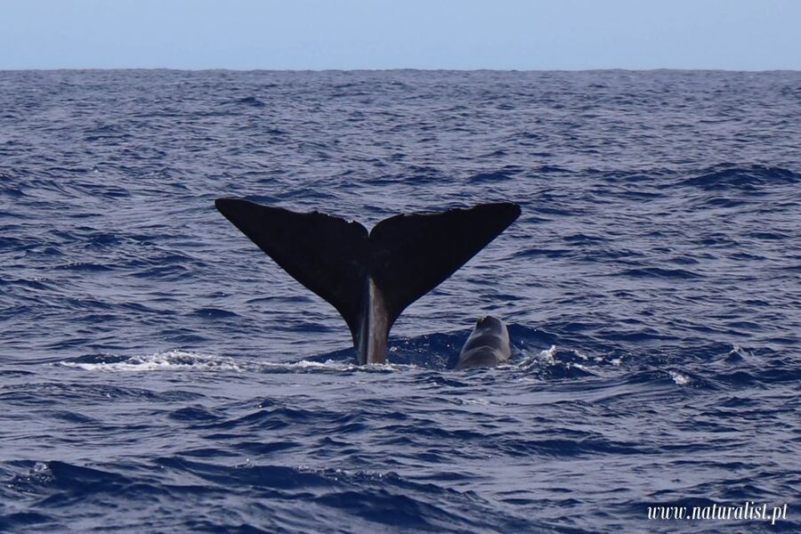 Horta: University Startup Whale and Dolphin RIB Boat Trip - A research-minded whale trip from Horta Marina