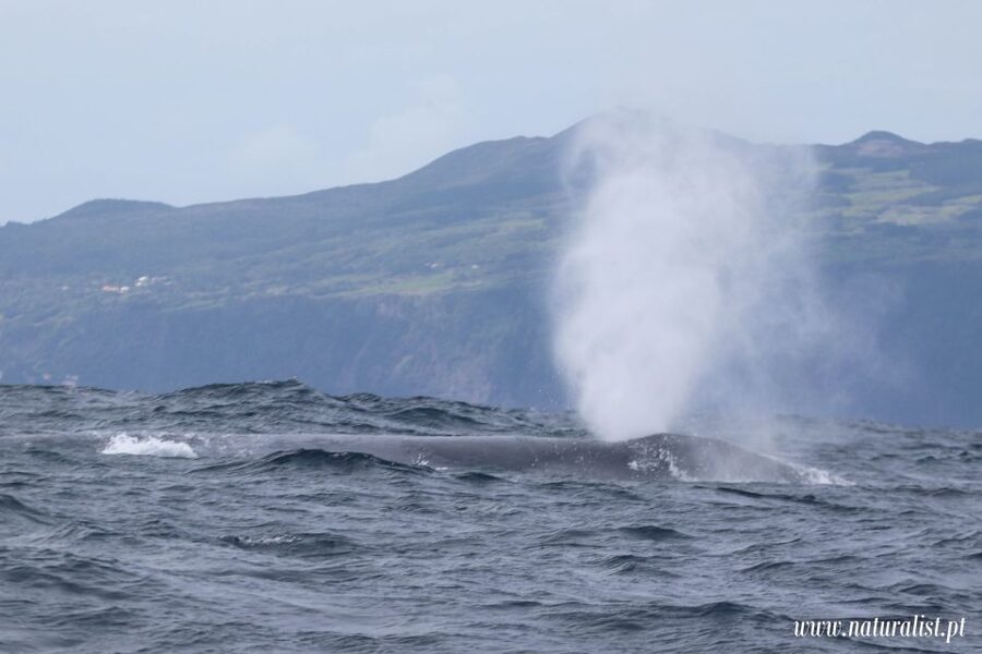 Horta: University Startup Whale and Dolphin RIB Boat Trip - Should you book the Naturalist RIB trip?