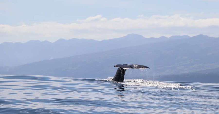 Horta: University Startup Whale and Dolphin RIB Boat Trip - The ten-minute briefing before you leave