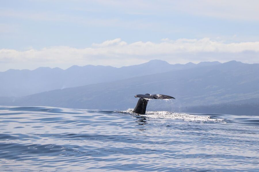 Horta: University Startup Whale and Dolphin RIB Boat Trip - What whale watching looks like from the RIB