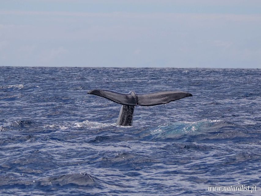 Horta: University Startup Whale and Dolphin RIB Boat Trip - Why the biologist changes the experience
