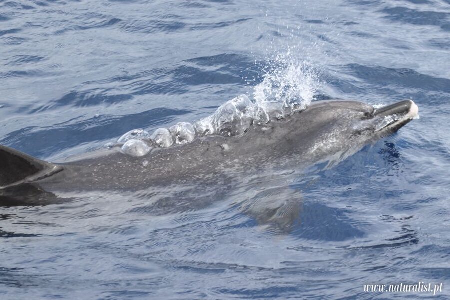 Horta: University Startup Whale and Dolphin RIB Boat Trip - Sea conditions, comfort, and who should skip it