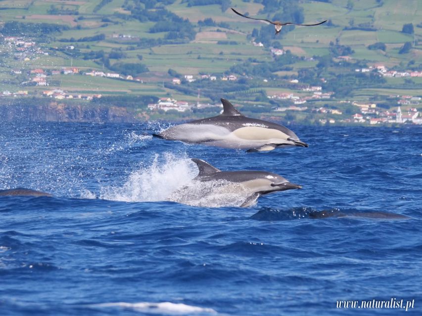Horta: University Startup Whale and Dolphin RIB Boat Trip - Is $101 a fair price for three hours?