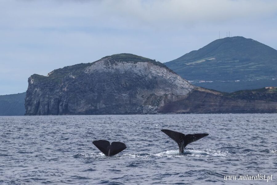 Horta: University Startup Whale and Dolphin RIB Boat Trip - How to make the most of your three hours