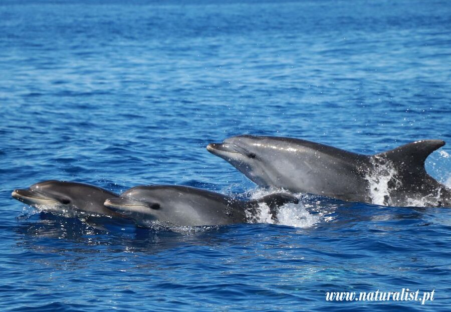 Horta: University Startup Whale and Dolphin RIB Boat Trip - Searching for whales between Faial and Pico