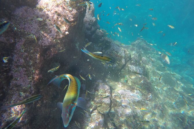 Kayak and Snorkeling Tour in Underwater Nature Reserve Garajau - The guides make the difference