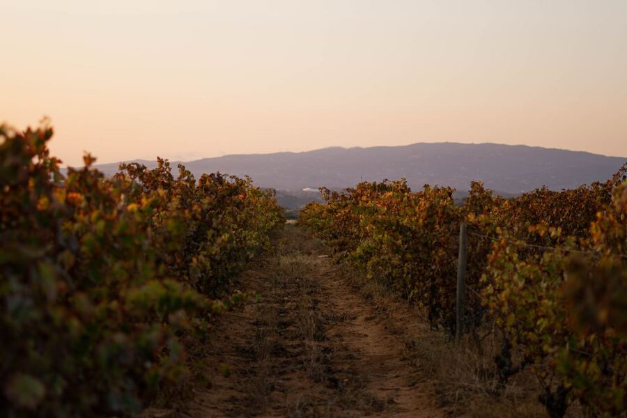 Lagoa: 2.5-Hour Vineyard Dinner with Winetasting - Three courses and three 150-milliliter wines