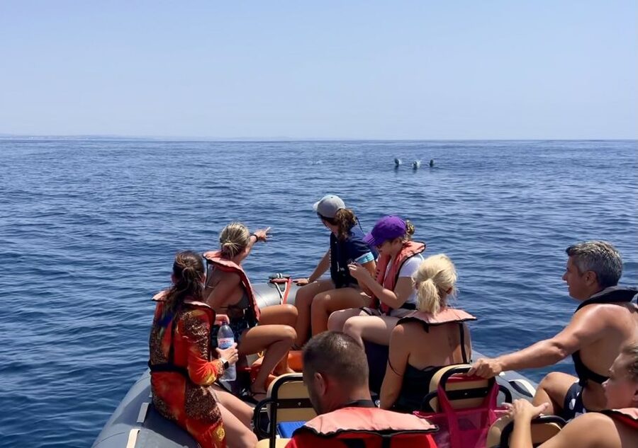 Lagoa: Dolphin Watching & Benagil Tour with Biologist Guide - Why this Lagoa boat trip works so well