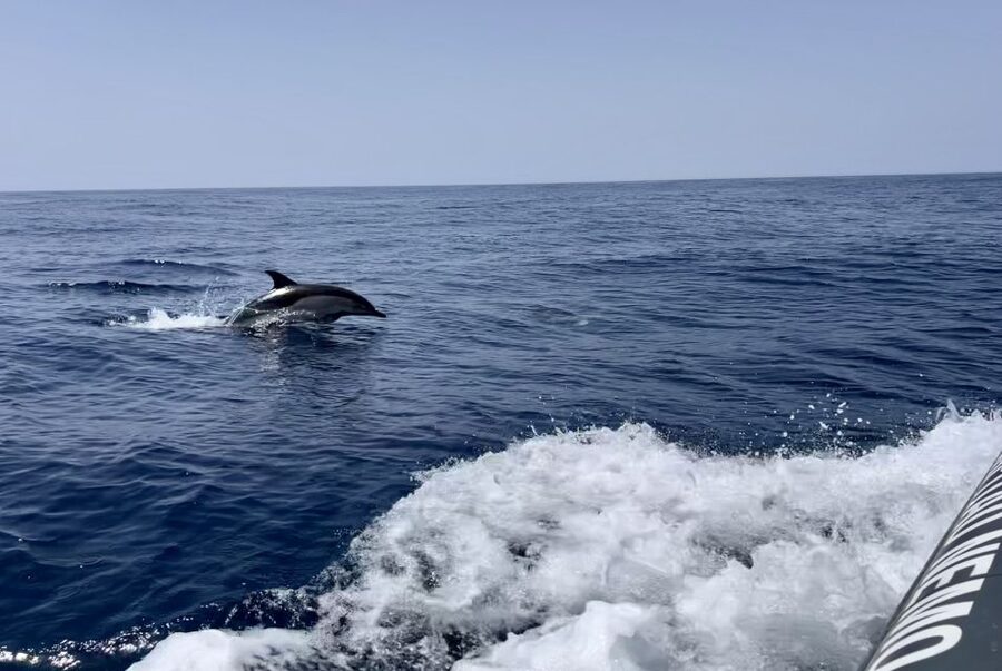 Lagoa: Dolphin Watching & Benagil Tour with Biologist Guide - What a dolphin sighting may really look like