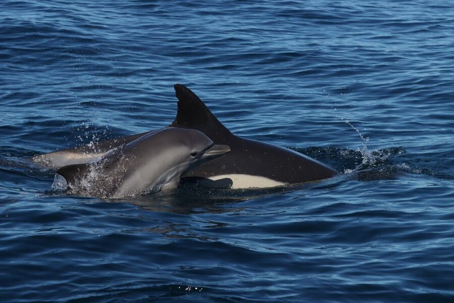 Lagoa: Dolphin Watching & Benagil Tour with Biologist Guide - Benagil Cave and the Algarve cliff coast