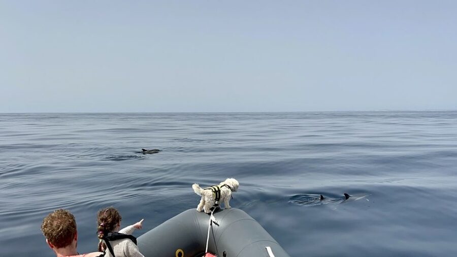 Lagoa: Dolphin Watching & Benagil Tour with Biologist Guide - Price, group comfort, and practical value