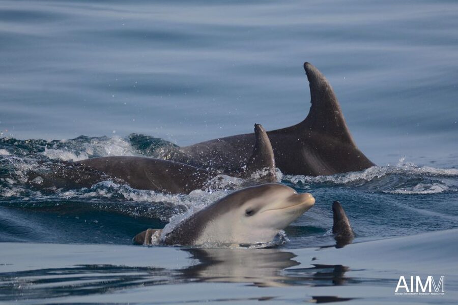 Lagoa: Dolphins Expedition with biologist guide on board - Two and a half hours of searching the Atlantic