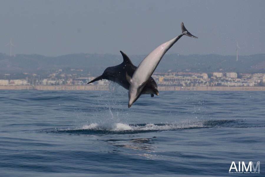 Lagoa: Dolphins Expedition with biologist guide on board - What Pedro, Vanessa, and Ana add to the trip