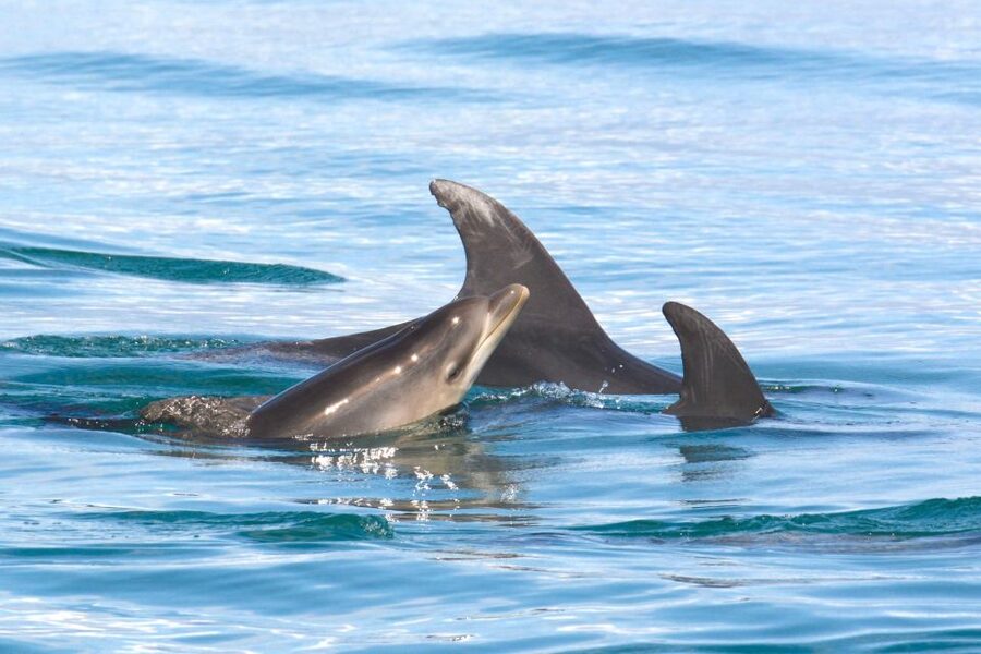 Lagoa: Dolphins Expedition with biologist guide on board - Is $82 good value for three hours?