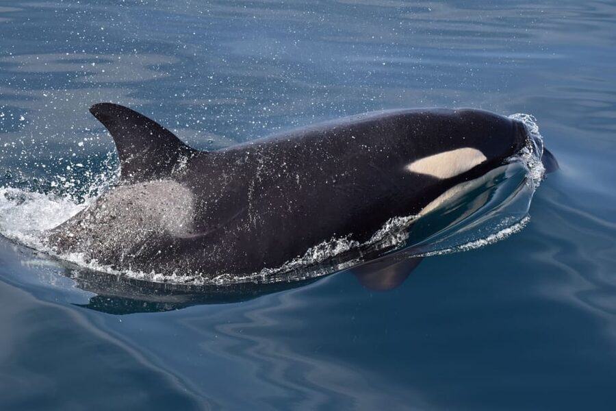 Lagos: Combo Dolphin and Benagil Tour with Marine Biologist - My verdict on the Hurricane experience