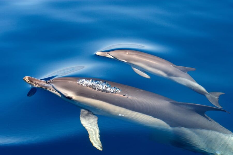 Lagos: Combo Dolphin and Benagil Tour with Marine Biologist - How rough is the ride?