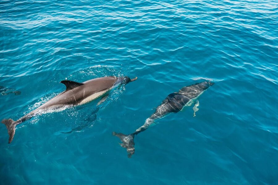 Lagos: Dolphin Watch Tour with Professional Marine Biologist - Leaving Lagos Marina for the open Atlantic