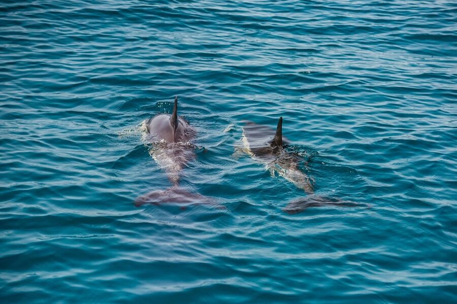 Lagos: Dolphin Watch Tour with Professional Marine Biologist - How the 1.5-hour itinerary unfolds