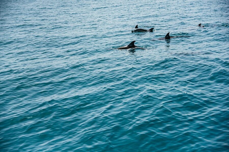Lagos: Dolphin Watch Tour with Professional Marine Biologist - Who should book this Lagos dolphin tour?