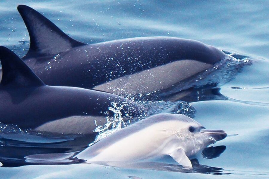 Lagos: Dolphin Watching with Professional Marine Biologists - Key points to know before booking