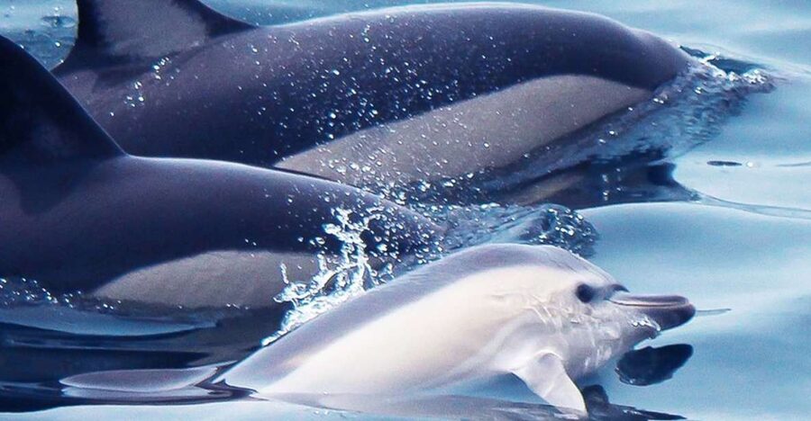 Lagos: Dolphin Watching with Professional Marine Biologists - The 90-minute run from Lagos Marina