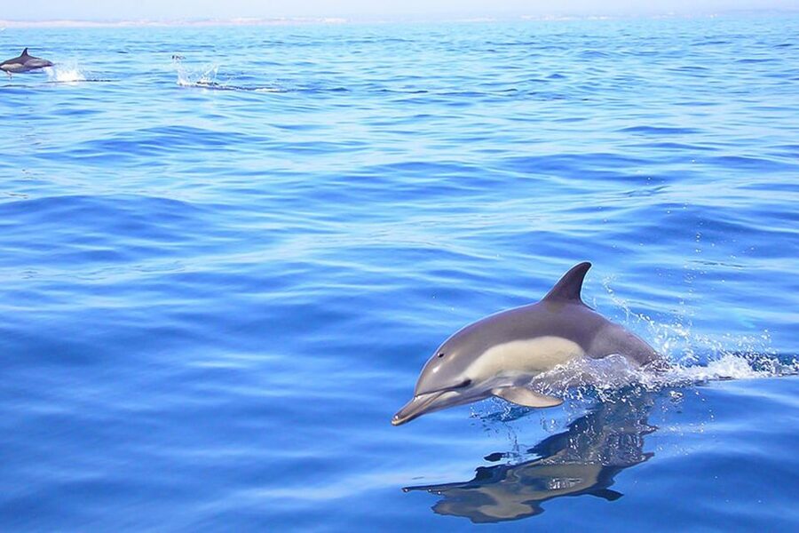 Lagos: Dolphin Watching with Professional Marine Biologists - Guides who add more than boat commentary