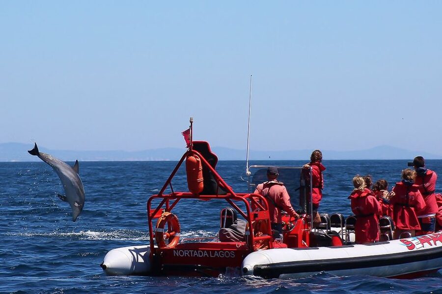 Lagos: Dolphin Watching with Professional Marine Biologists - Why the short format works well