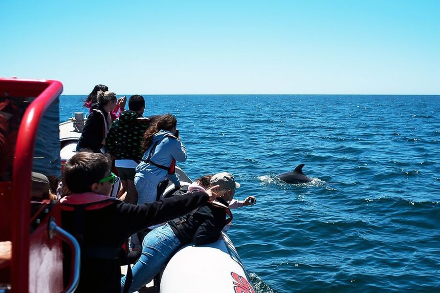 Lagos: Dolphin Watching with Professional Marine Biologists - Dolphin sightings, whales, and realistic expectations