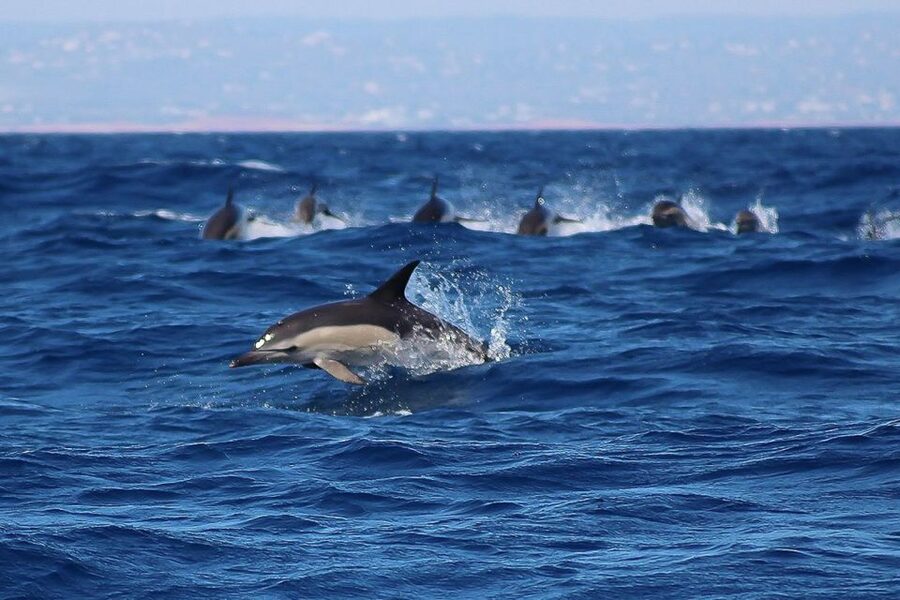 Lagos: Dolphin Watching with Professional Marine Biologists - Photography without missing the moment