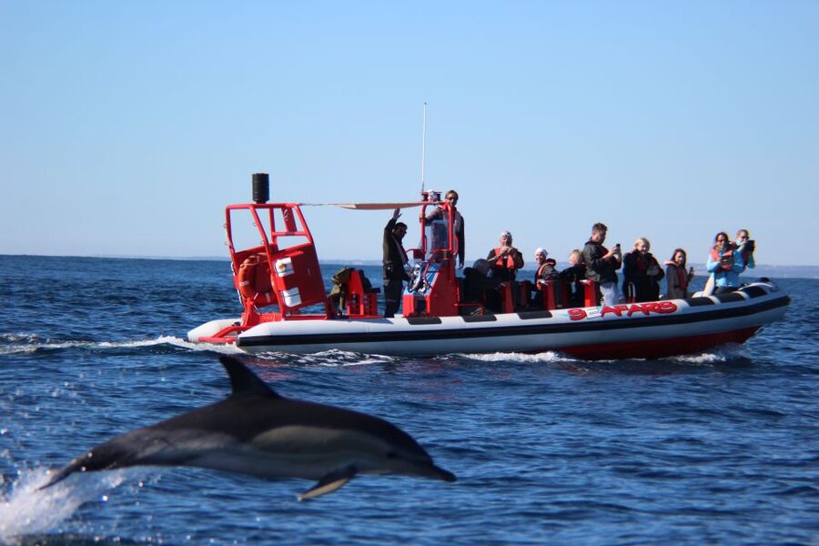 Lagos: Dolphin Watching with Professional Marine Biologists - What the dolphin encounter is really like